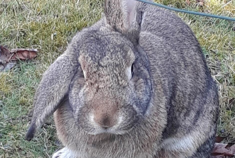 Vermisstmeldung Hase Weiblich , 2024 jahre Champhol Frankreich