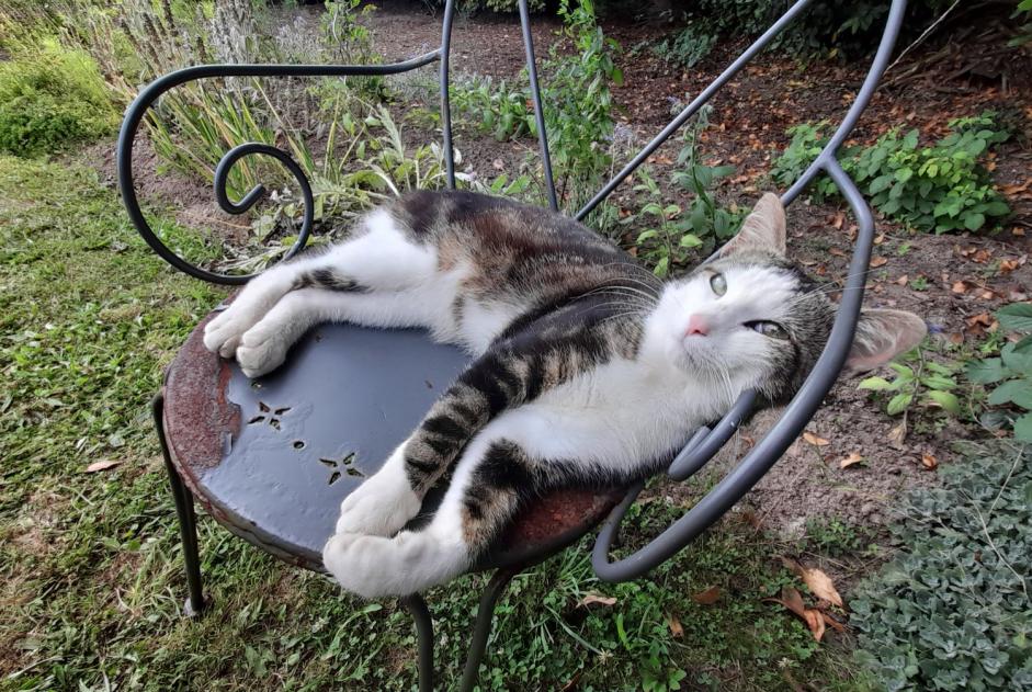 Fundmeldung Katze Männliche Lanloup Frankreich