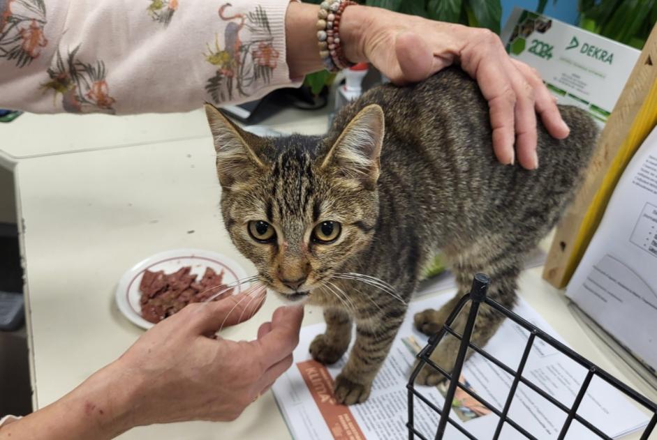 Fundmeldung Katze  Weiblich Hasparren Frankreich