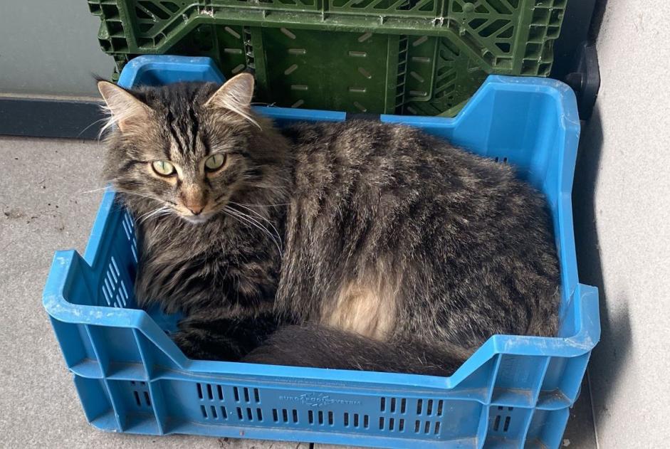 Vermisstmeldung Katze Männliche , 4 jahre Lagord Frankreich