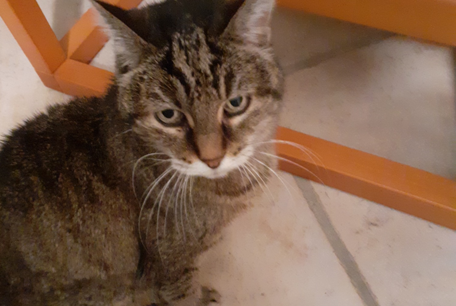 Alerta de Desaparición Gato cruce Hembra , 20 años Toulouse Francia