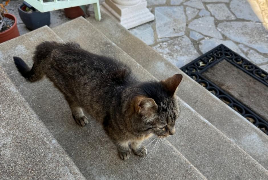 Alerta de Hallazgo Gato  Desconocido Luisant Francia