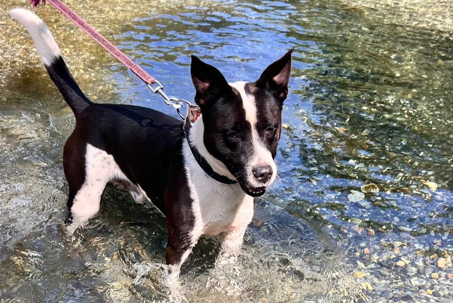 Avviso Ritrovamento Cane incrocio di razze Maschio Saint-Gaudens Francia