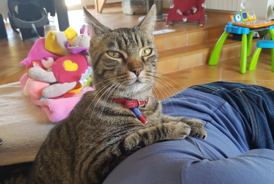 Avviso scomparsa Gatto  Maschio , 12 anni Périgny Francia