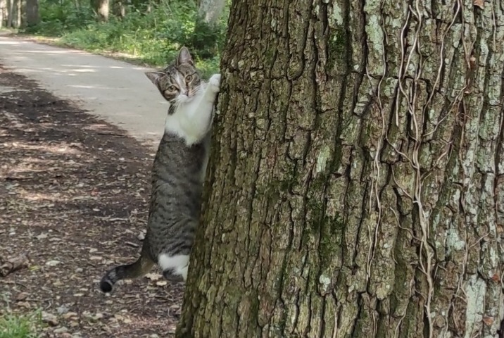 Avviso scomparsa Gatto  Femmina , 1 anni Boissy-Mauvoisin Francia