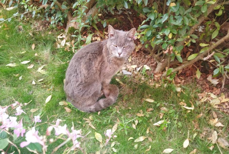 Avviso Ritrovamento Gatto Non conosciuta Saint-Martin-Boulogne Francia