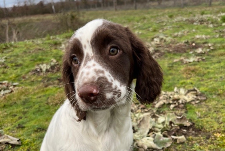 Verdwijningsalarm Hond  Vrouwtje , 2 jaar Allouis Frankrijk