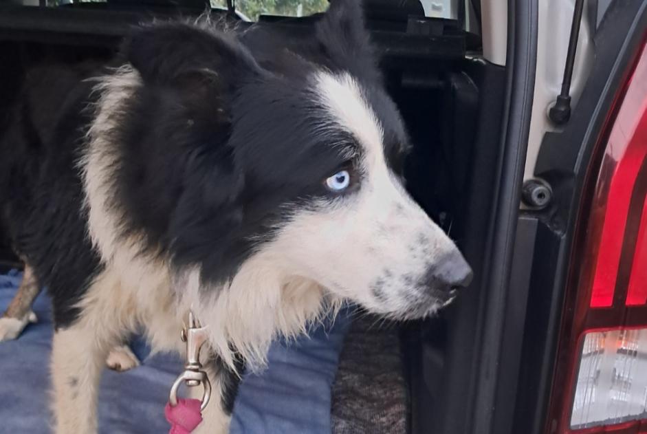 Alerta descoberta Cão  Macho Odos France